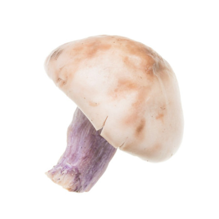 Mushroom Fresh Blue Feet