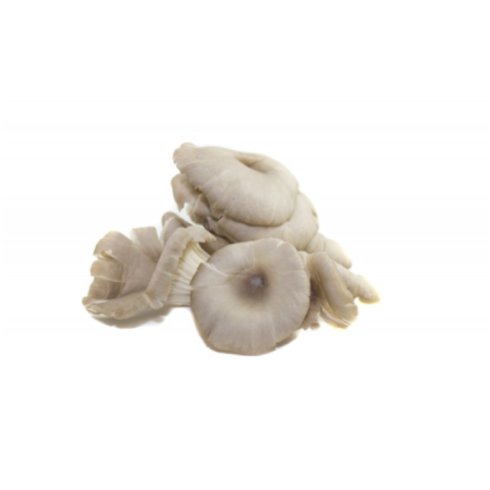 Mushroom Grey Oyster