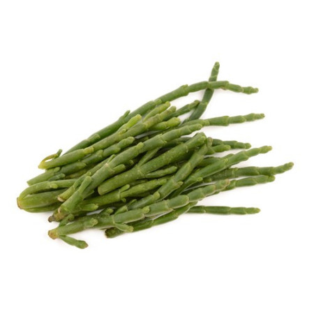 Salicornia