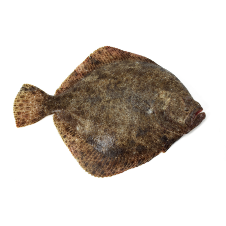 Turbot Extra 2-3 Kg/ Pc