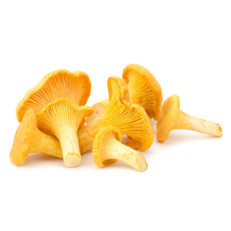 Mushroom Chanterelle Yellow