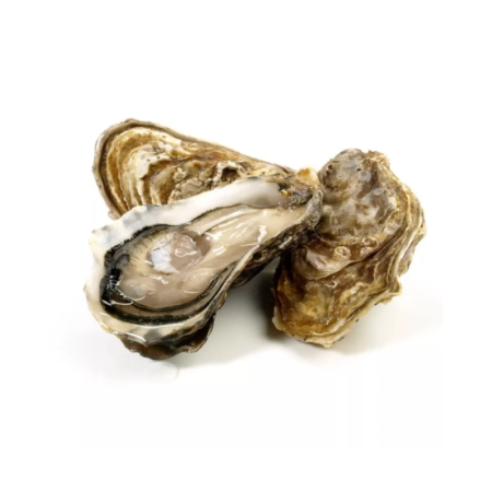 Kerber Fine Britany no3 Oysters