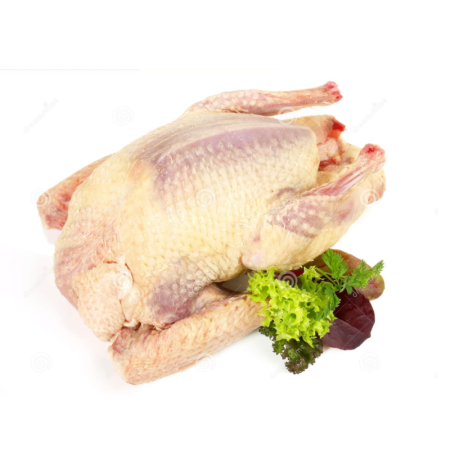 Pigeon