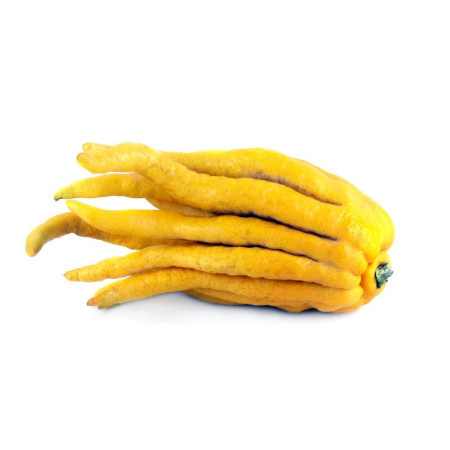 Buddha's Hand Baches