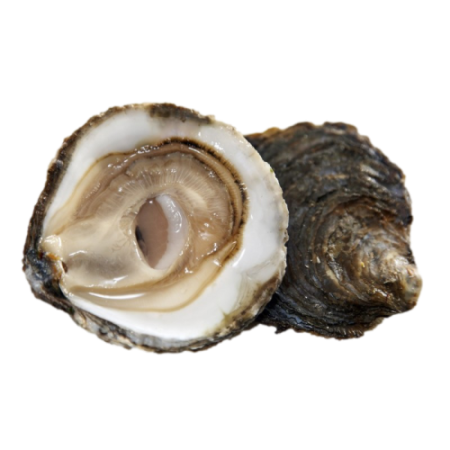 Oyster Flat No°3  Prat Ar Coum