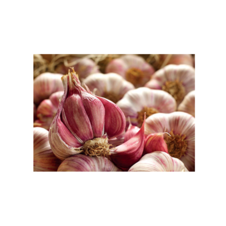 Pink Garlic Lautrec
