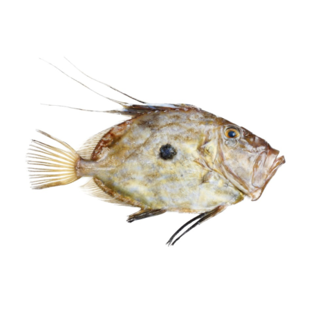 John Dory 2-3 Kg/ Pc