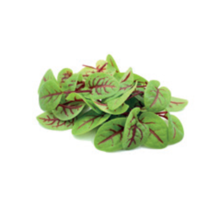 Red Veined Sorrel