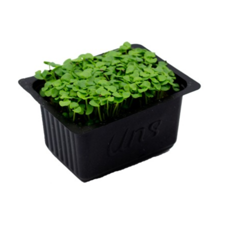 Basil