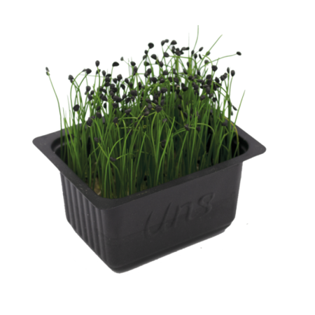 Garlic Chives