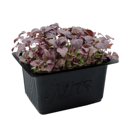Red Shiso Leaves
