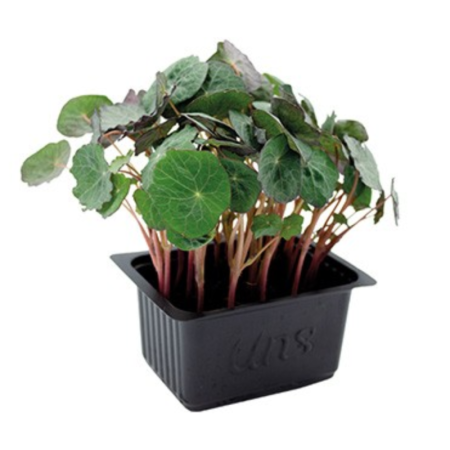 Nasturtium