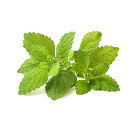 Lemon Balm