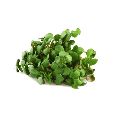Green Mustard