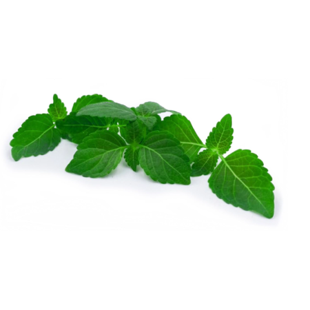 Green Sisho Leaves
