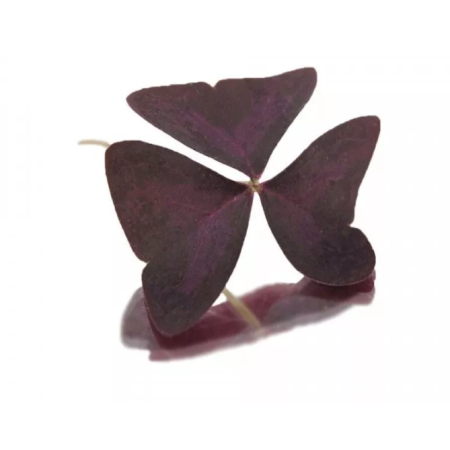 Purple Oxalis Leaves