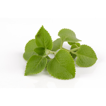Borage