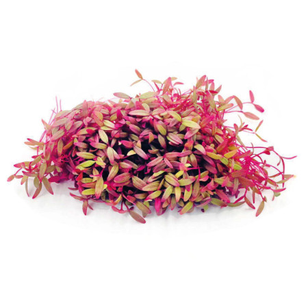 Amaranth
