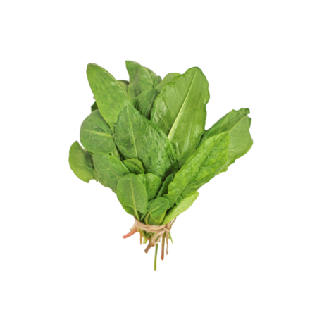 Sorrel
