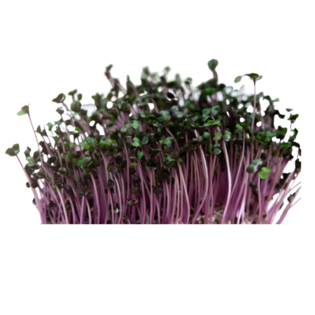 Red Cabbage