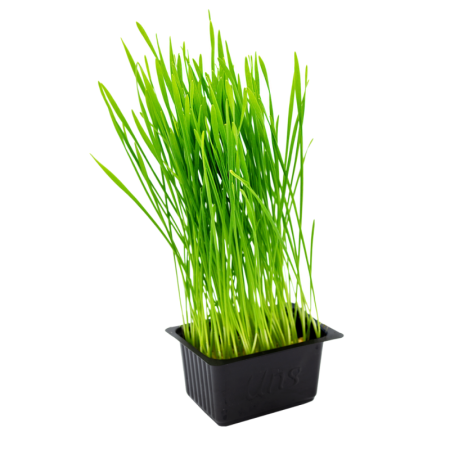 Wheatgrass