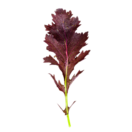 Red Mizuna Mustard Baby Leaves