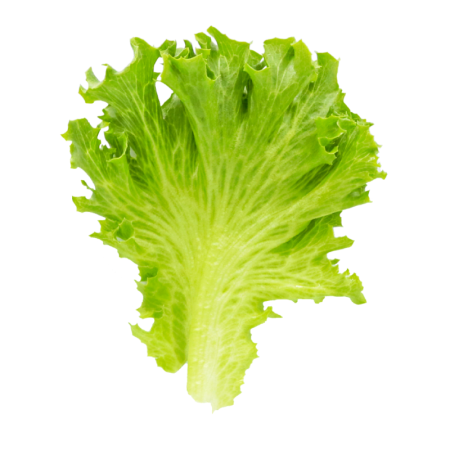 Berg Lettuce Leaf Only