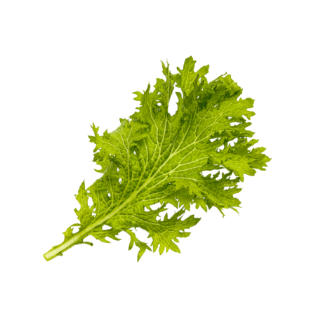 Green Wasabi Mustard Baby Leaves