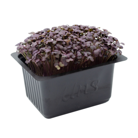 Red Mustard