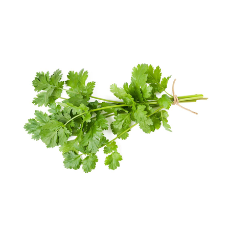 Coriander