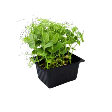 Affilla Cress