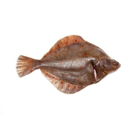 Plaice 400/600 GR