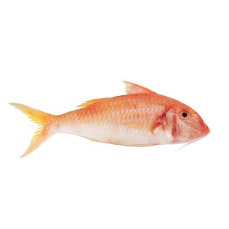 Red Mullet 300-500 Gr/ Pc