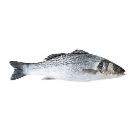 Seabass Line Caught 4 Kg/ Pc