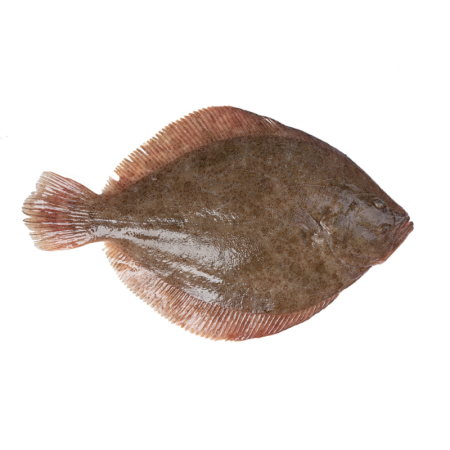 Turbot Extra 6-8 Kg/ Pc