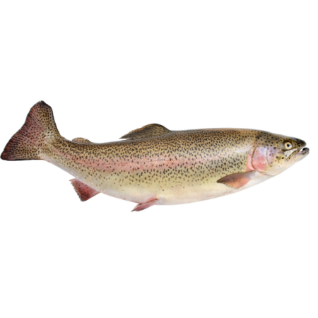 Trout Rainbow Farmed 1-2 Kg/ Pc