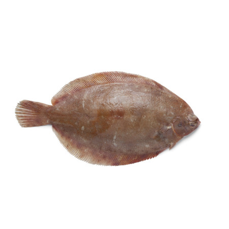 Sole Farmed 600/800 GR