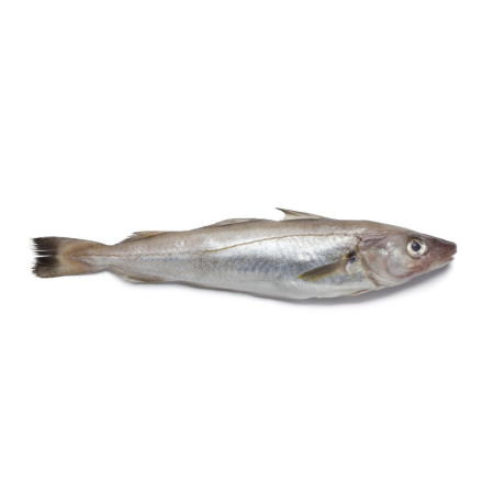 Meagre Red Label Wild Stone Bass 3-4 Kg/ Pc