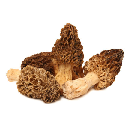 Mushroon Morels
