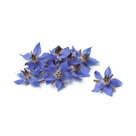 Borage Edible Flower