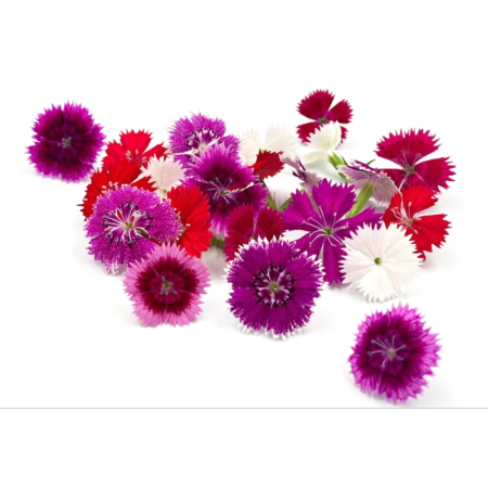 Dianthus Red Edible Flower