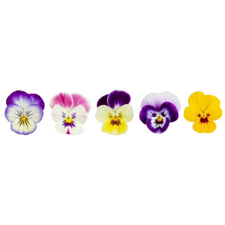 Pansy Edible Flower