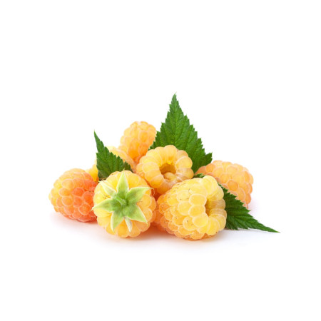 Raspberry Yellow