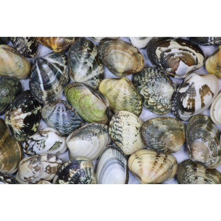 Carpet Shell Vongole Medium 1KG/ PC