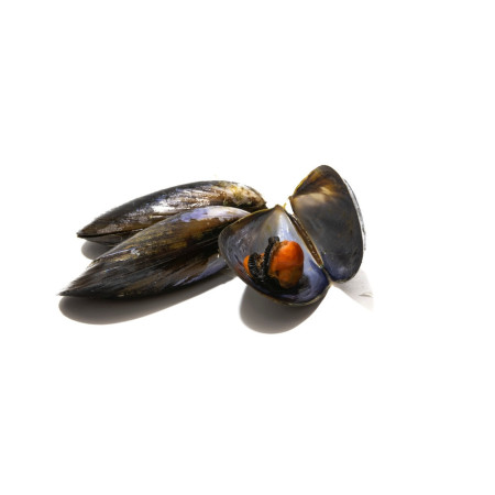 Spanish Mussels live