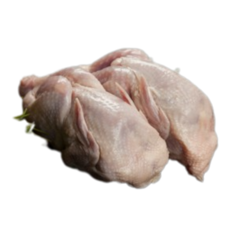 Bird Quail