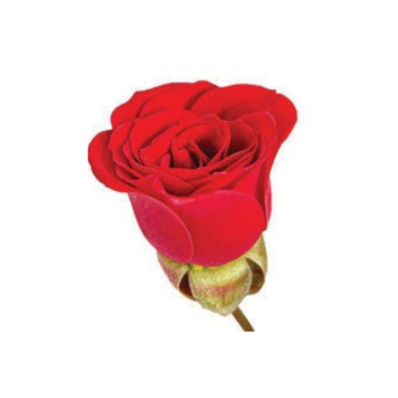 Mini Roses Edible Flower