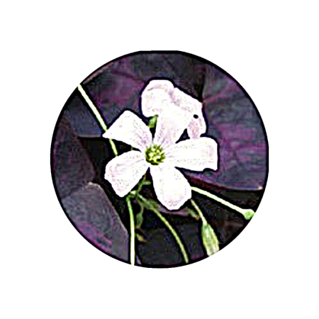 Oxalis Edible Flower