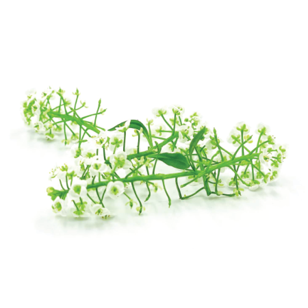 Alyssum Flowers