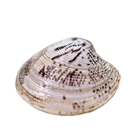 Lupini Clams Venus Super